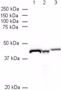 Rabbit Mouse Igg H L Hrp Ab6728 Western Blot Img134587