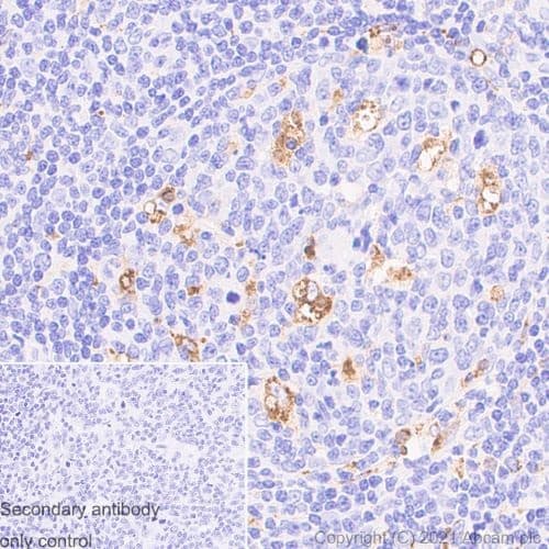 Anti-CD68 antibody [EPR20545] - Mouse IgG1 (Chimeric)(AB283316)