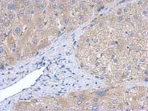 Creatine Kinase B Type Antibody Ab151579  Immunohistochemistry Formalin Pfa Fixed Paraffin Embedded Sections Img70131