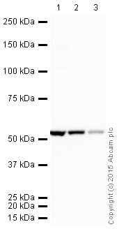 HeLa whole cell lysate(AB150035)