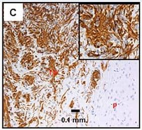 Anti-Nestin antibody [SP103](AB105389)