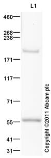 Cacna1a Antibody Ab32642  Western Blot Img97942