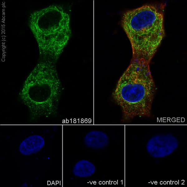 Vamp2 Antibody Epr12790 Bsa And Azide Free Ab214590  Immunocytochemistry Immunofluorescence Img128091