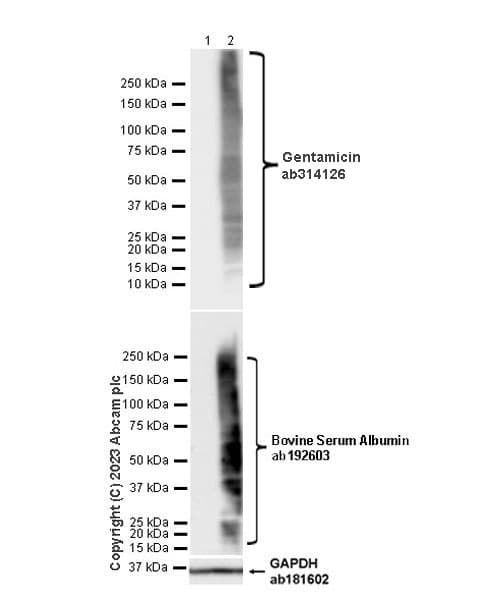 Gentamicin Antibody Epr27991 65 Bsa And Azide Free Ab314127  Western Blot Img419924
