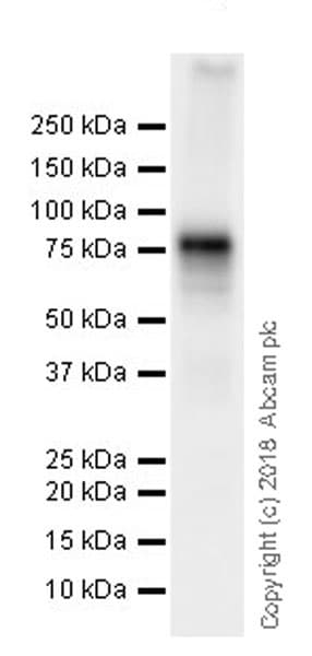 Anti-DDX4 / MVH antibody [EPR21789](AB235442)
