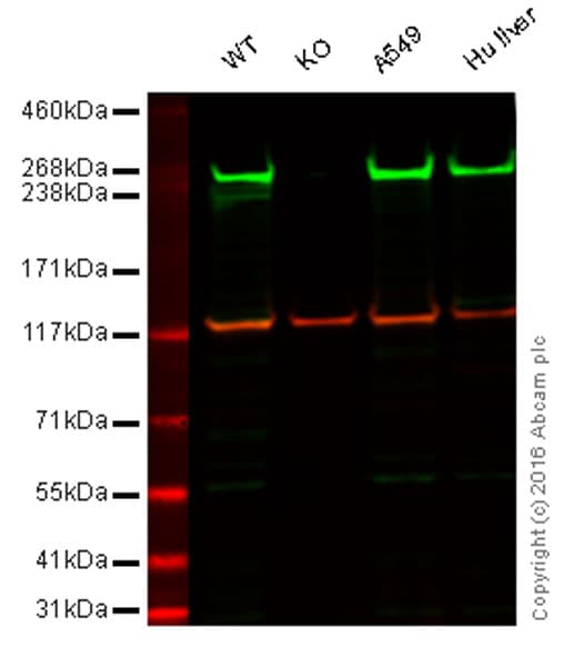 Anti-Fatty Acid Synthase antibody [EPR7465] - BSA and Azide free(AB227083)