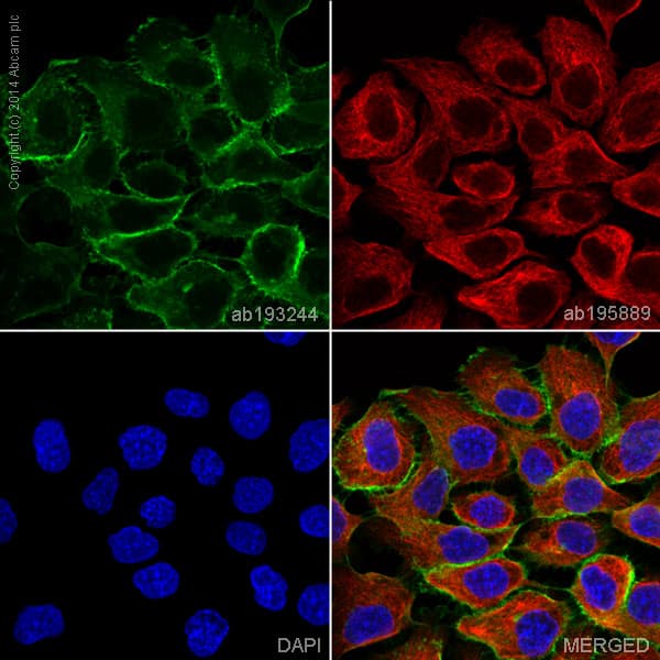 Alexa Fluor 488 Egfr Antibody Ep38y Ab193244  Immunocytochemistry Immunofluorescence Img120106