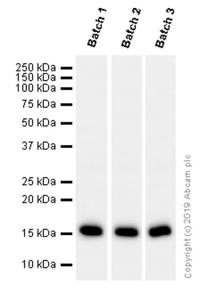 Anti-Histone H3 (acetyl K14) antibody [EP964Y] - ChIP Grade(AB52946)
