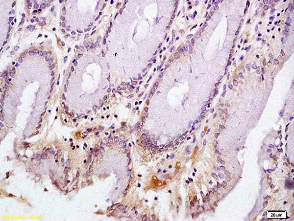 Anti-CD72 antibody - N-terminal(AB202843)