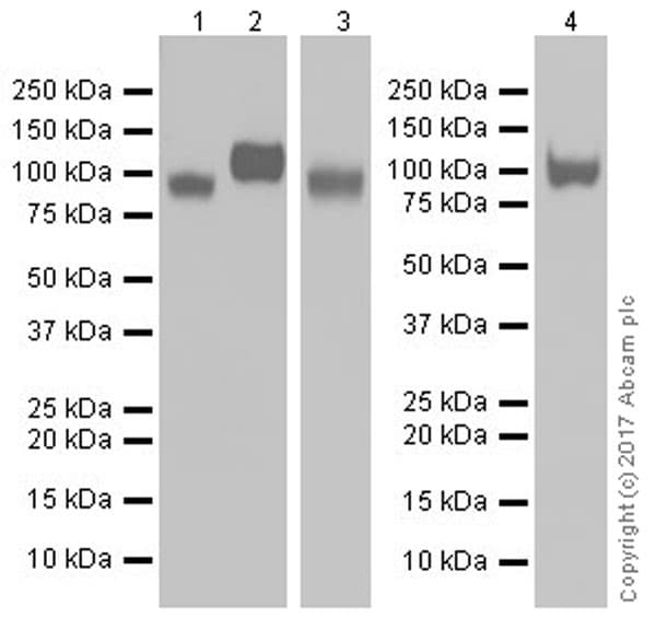 Anti-LAMP1 antibody [EPR21026](AB208943)