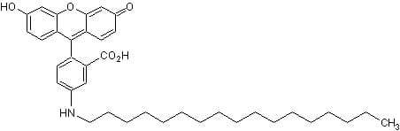 5 Octadecanoylaminofluorescein Ab275323  Chemical Structure Img114861