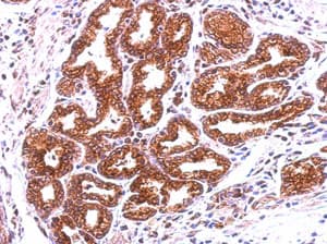 Annexin 13 Anxa13 Antibody Ab151517  Immunohistochemistry Formalin Pfa Fixed Paraffin Embedded Sections Img11572