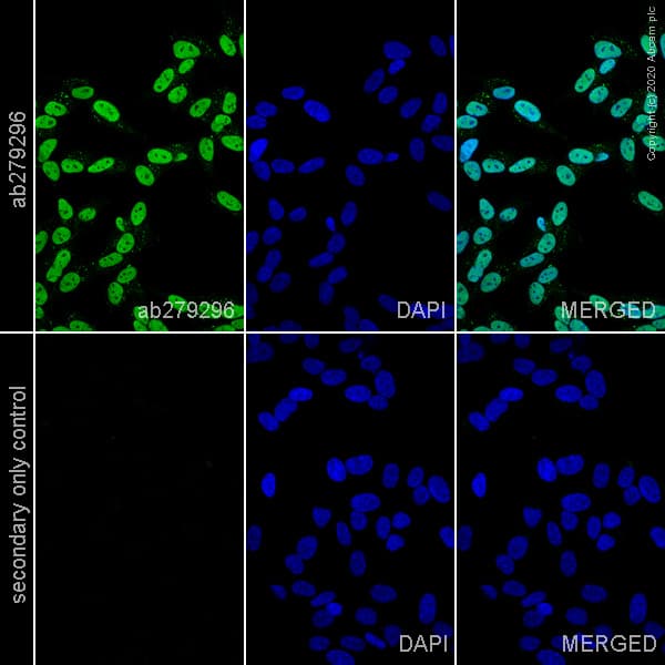 Anti-NeuN antibody [EPR12763] - Mouse IgG2a (Chimeric) - BSA and Azide free(AB279308)