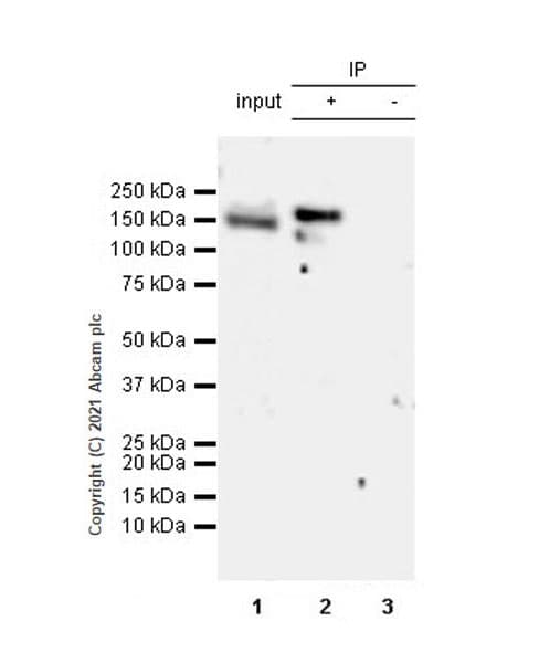 Anti-Hamartin Antibody [EPR24364-109] (AB270967)