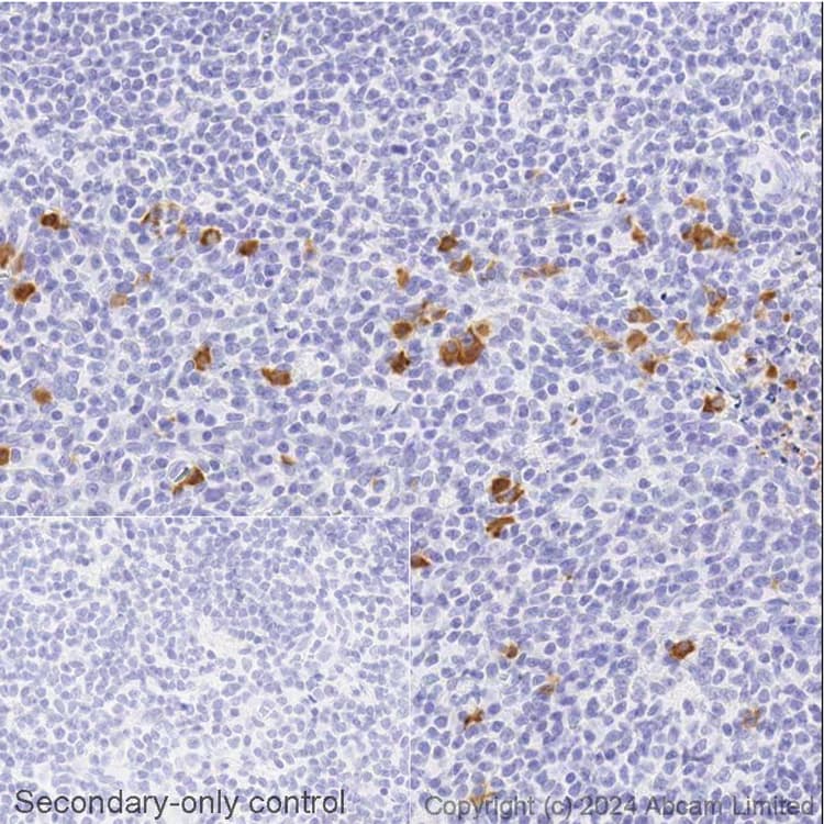 Avidin/Biotin Blocking Kit(ab64212)