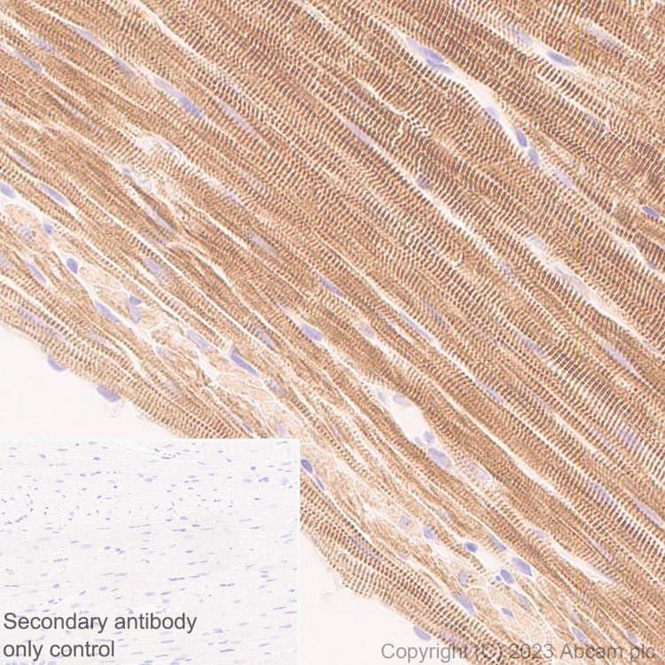 Anti-MYBPC3 antibody [EPR25673-58](AB308619)