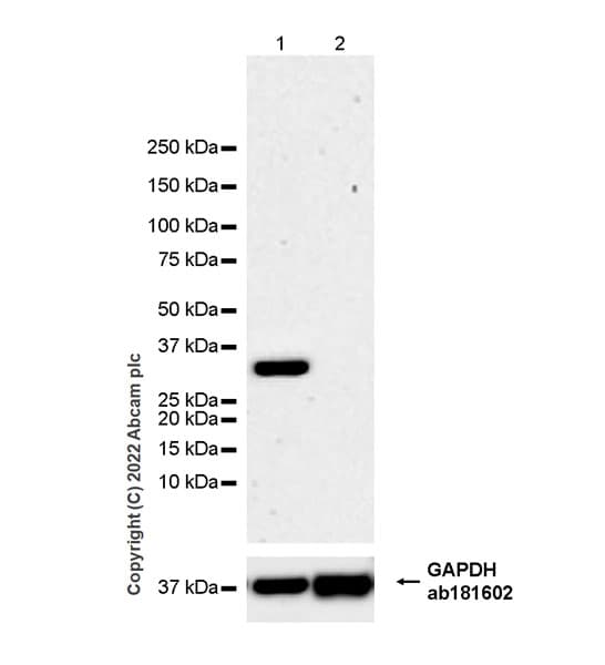 Anti-FGF23 antibody [EPR25309-57](AB307420)
