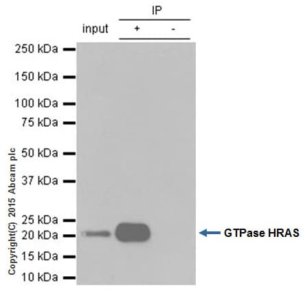 Anti-GTPase HRAS antibody [Y132](AB32417)