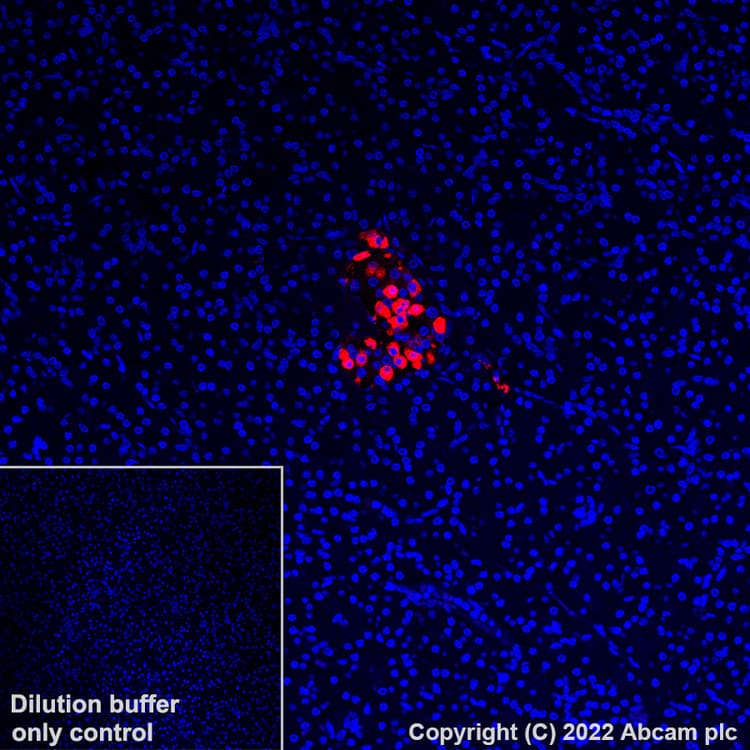 Alexa Fluor® 647 Anti-Glucagon antibody [EP3070](AB307337)