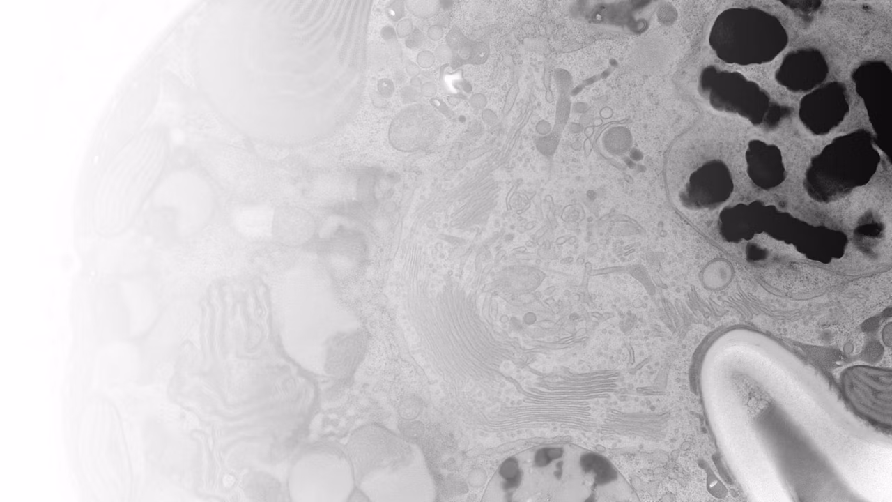 Micrograph Of A Dinoflagellate Cell Bg Kid21767837