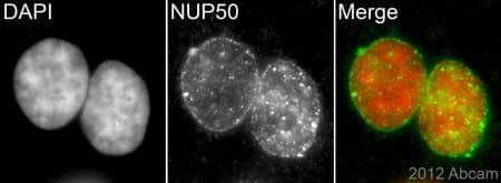 Anti-NUP50 antibody [EPR9526] - BSA and Azide free(ab240104)