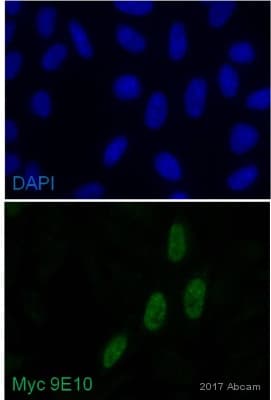 Anti-Myc tag antibody [9E10](AB32)