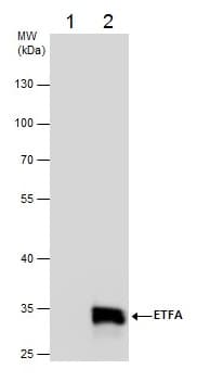 Etfa Antibody Ab153722  Immunoprecipitation Img60596