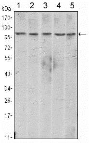 Anti-N Cadherin antibody [5D5] - Intercellular Junction Marker(AB98952)