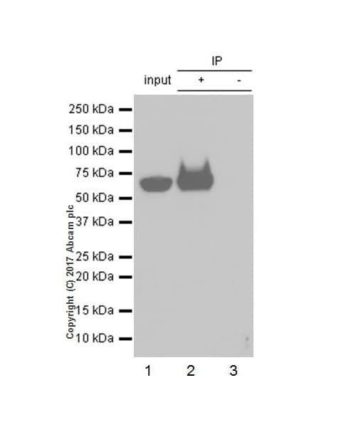 Anti-DDDDK tag (Binds to FLAG® tag sequence) antibody [EPR20018-251] - BSA and Azide free(AB236777)