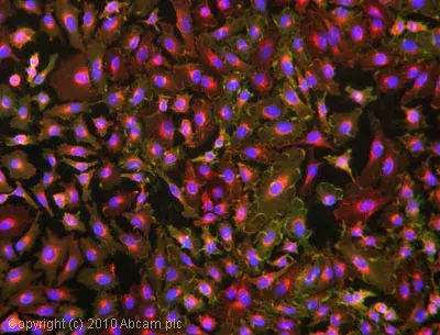 Anti-HLA A antibody [EP1395Y](AB52922)