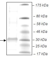 Ab135016  Sds Page Img65203