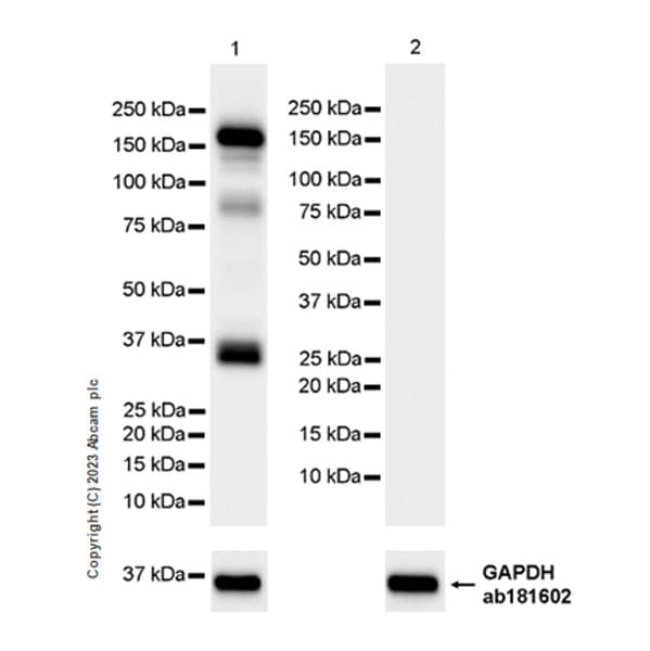 Anti-MYBPC3 antibody [EPR25673-58](AB308619)