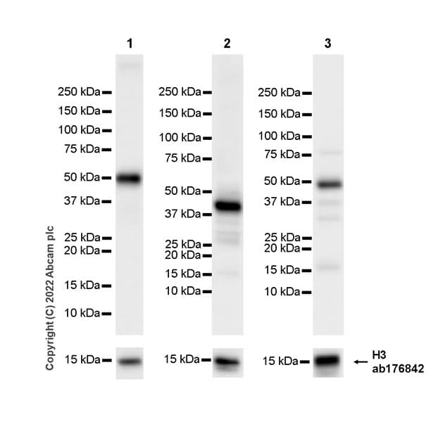 Anti-Histone H3 antibody [EPR16987] - Nuclear Marker and ChIP Grade(AB176842)