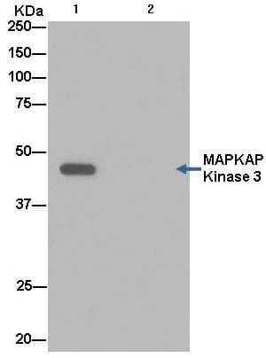 Mk 3 Antibody Epr13969 Bsa And Azide Free Ab250651  Immunoprecipitation Img112091
