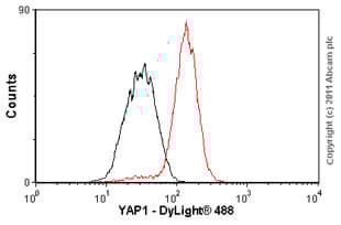 Anti-YAP1 antibody [EP1674Y](AB52771)