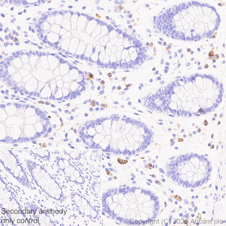 Cd127 Antibody Epr23747 333 Ab259806  Immunohistochemistry Formalin Pfa Fixed Paraffin Embedded Sections Img167486