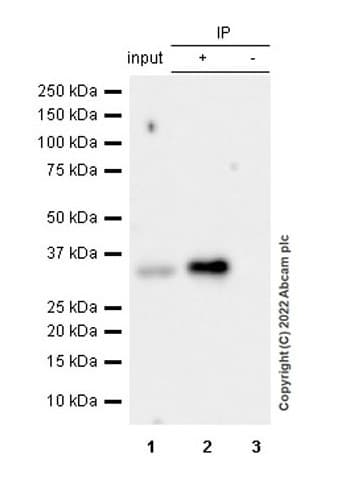 Bcl10 Antibody Ep605y Bsa And Azide Free Ab189218  Immunoprecipitation Img407639