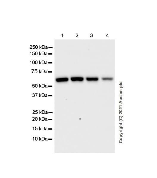 Anti-KPNA2 antibody [EPR25248-95] - BSA and Azide free(AB289866)