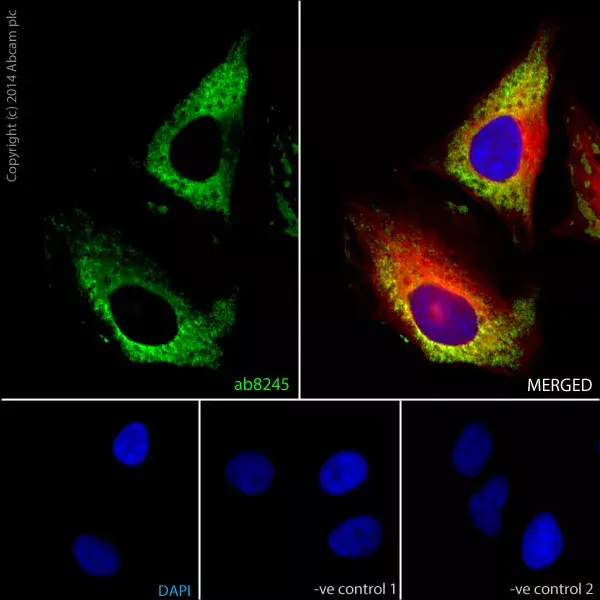 Anti-GAPDH antibody [6C5] - Loading Control(AB8245)