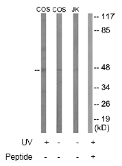 Anti-Smad2 + Smad3 antibody(AB63672)