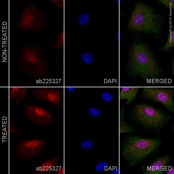 Alexa Fluor 647 Phd3 Antibody Epr17869 Ab225327  Immunocytochemistry Immunofluorescence Img40075
