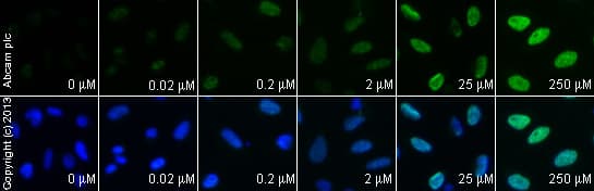 Anti-gamma H2A.X (phospho S139) antibody(AB2893)
