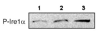 Anti-IRE1 (phospho S724) antibody(AB48187)