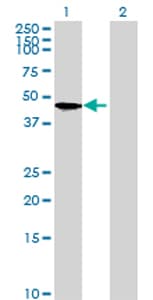 Impad1 Antibody Ab69311  Western Blot Img154642