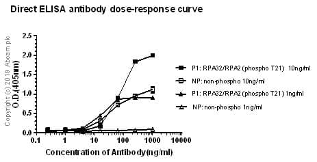 Anti-RPA32/RPA2 (phospho T21) antibody [EPR2846(2)](AB109394)