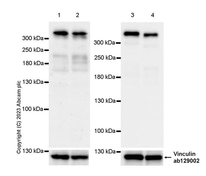 Ranbp2 Antibody Epr28204 62 Bsa And Azide Free Ab314326  Western Blot Img421490