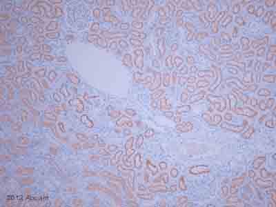 Anti-Lrp2 / Megalin antibody(AB76969)