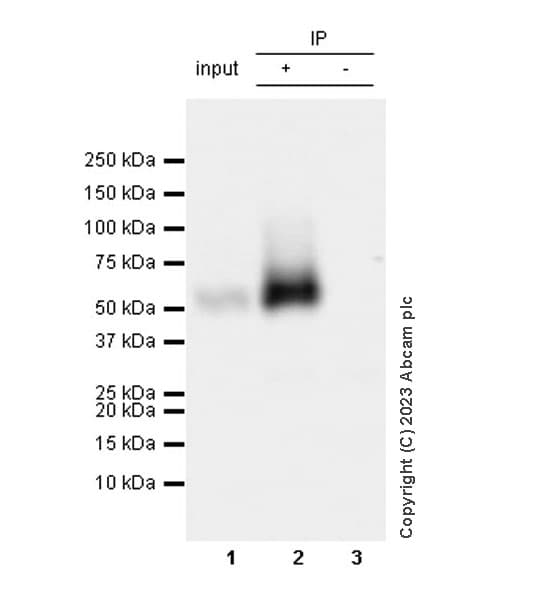 Anti-LYVE1 antibody [RM1067](AB314241)