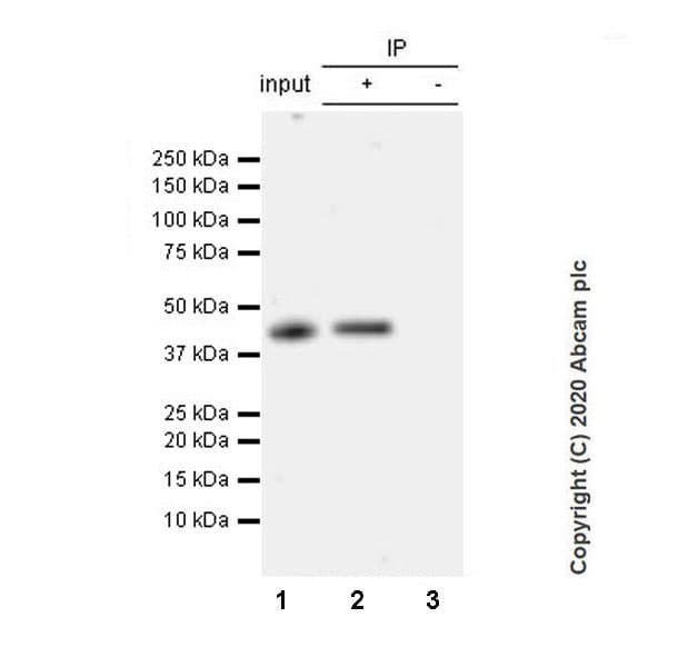 Anti-BRN3A antibody [EPR23257-285](AB245230)