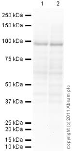 Anti-CTCF antibody [mAbcam 37477](AB37477)